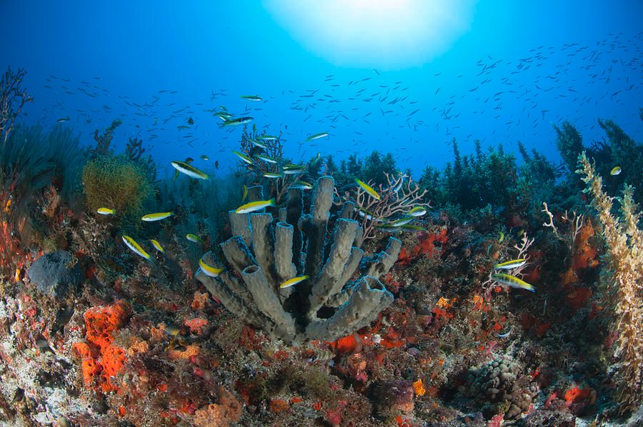 Northern Coral Fingers