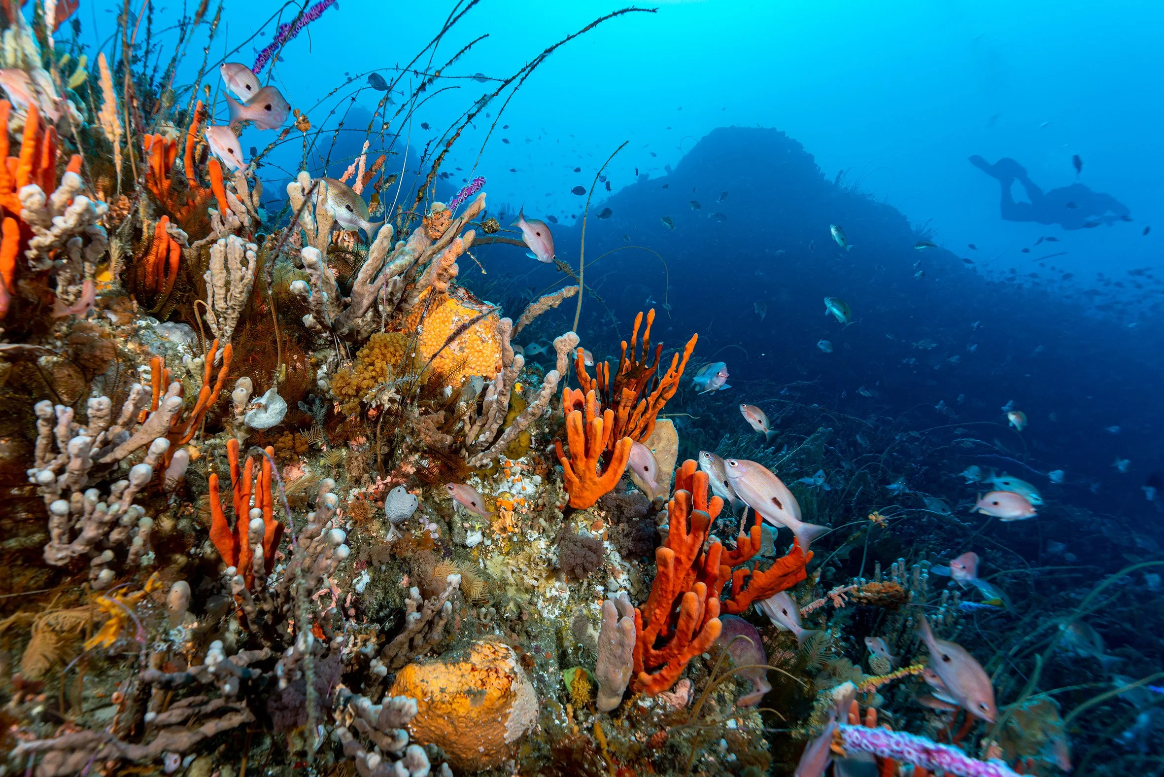 Southern Coral Gardens