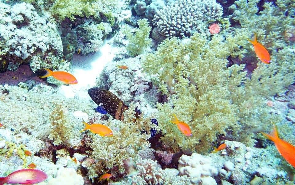 Underwater Reef Panorama