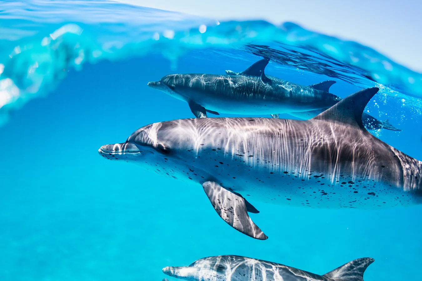 Dolphin Watching Lanzarote Costa Teguise