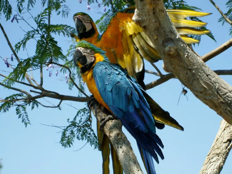 Parrot Enclosure