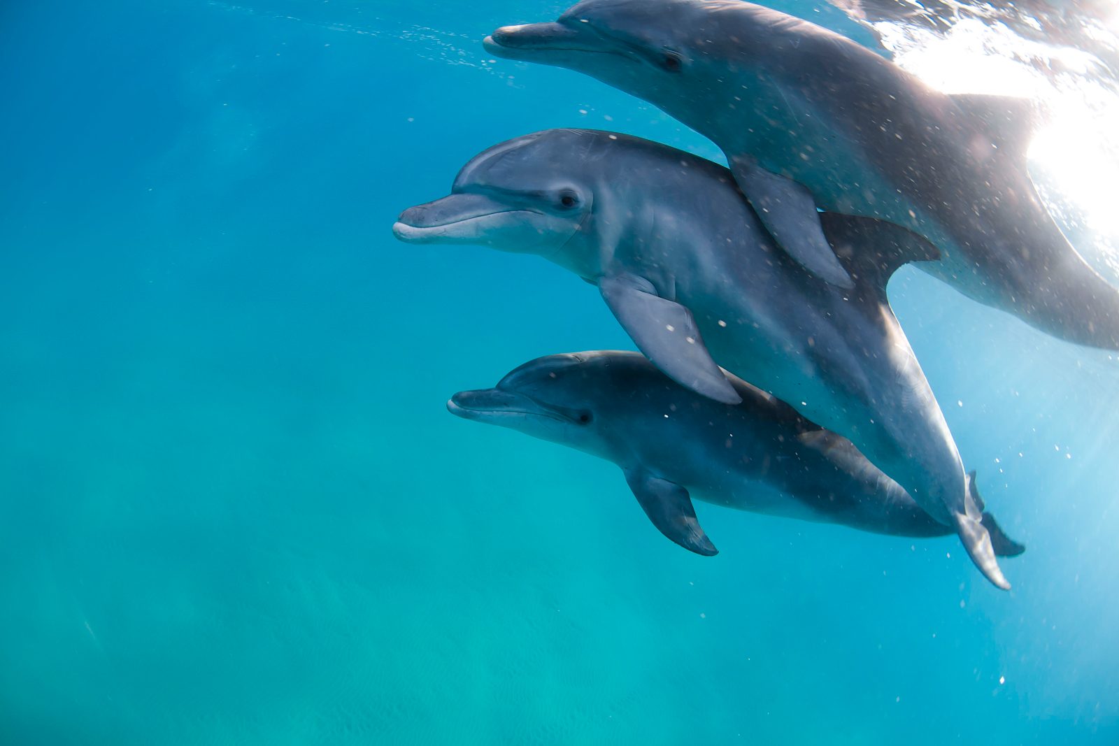 Dolphin Pod Habitat
