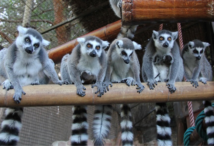 Lemur Island
