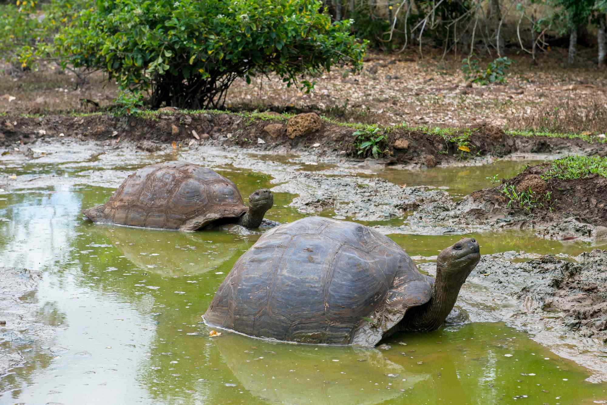 Giant Tortoise Area