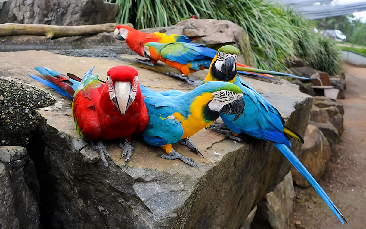 Parrot Garden