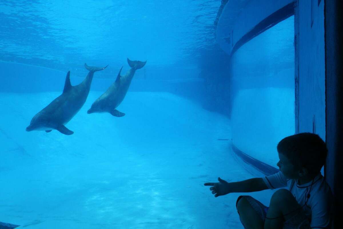 How Much Is It to Swim With Dolphins in Benidorm
