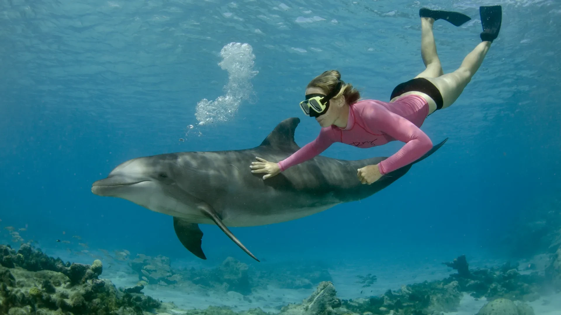 Port Stephens Dolphin Swim
