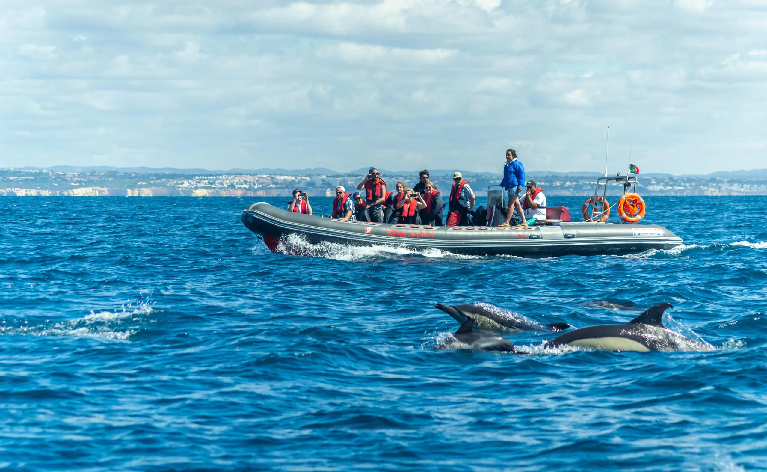Dolphin Tour Cornwall