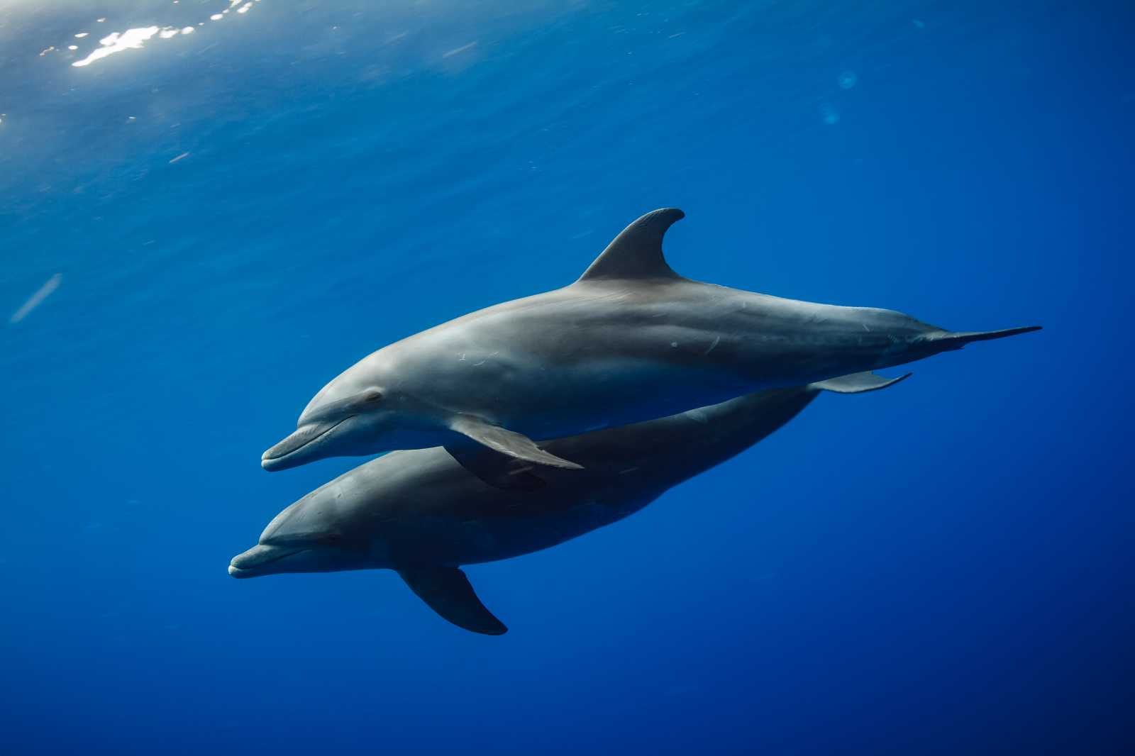 Sandestin Eco Dolphin Cruise