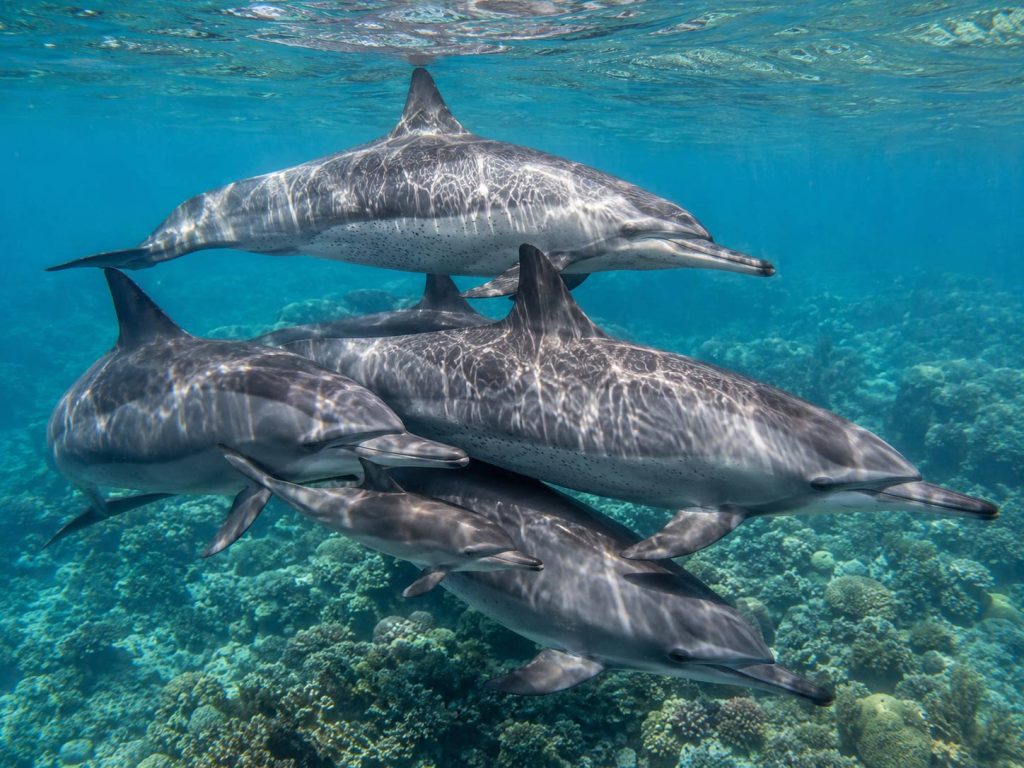 Dolphin Pod Surface Interval