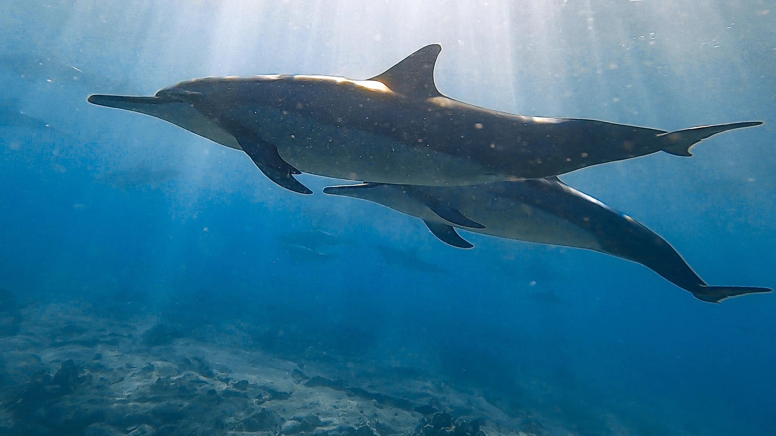 Oahu Dolphin Tour and Snorkel