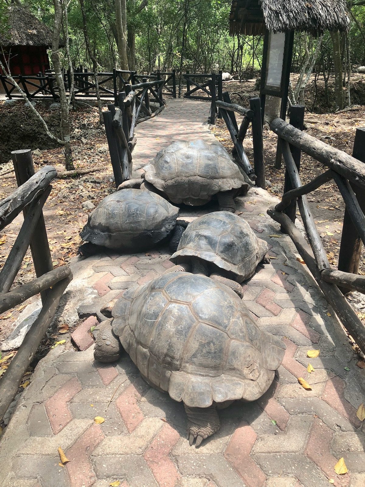 Giant Tortoise Enclosure