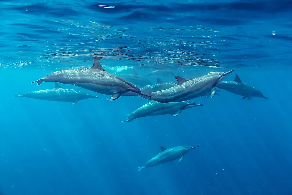 Kizimkazi Dolphin Tour Zanzibar