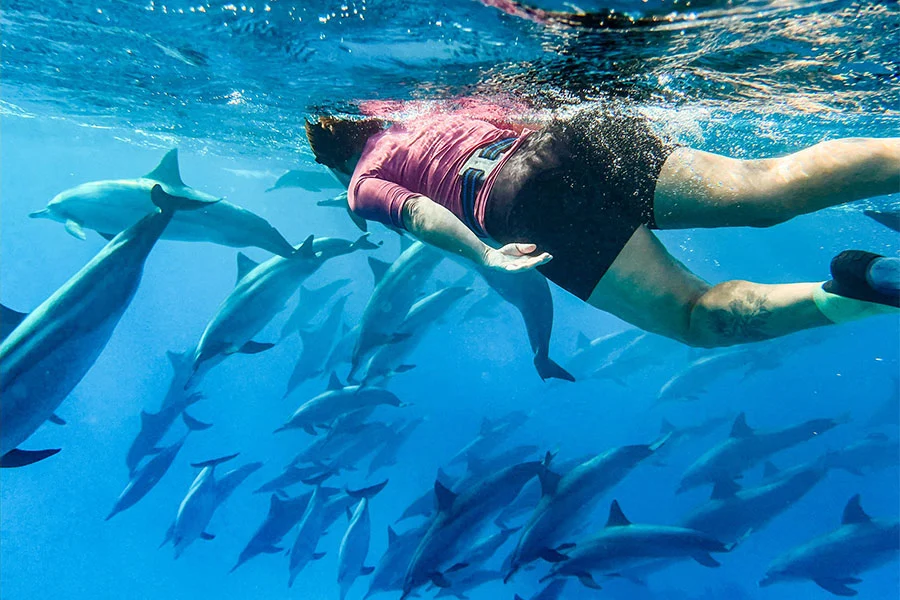 Private Dolphin Tour Zanzibar