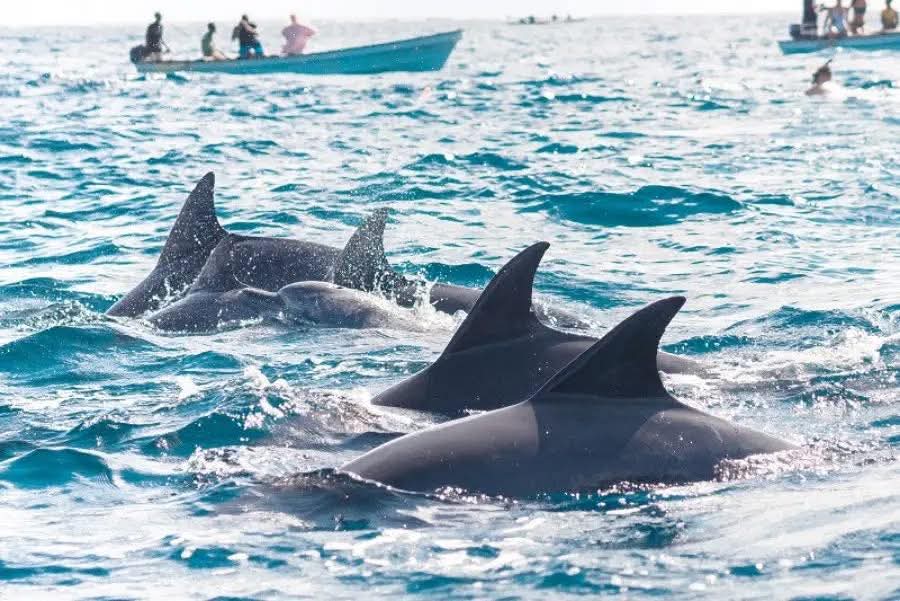 Bottlenose Dolphin Zone