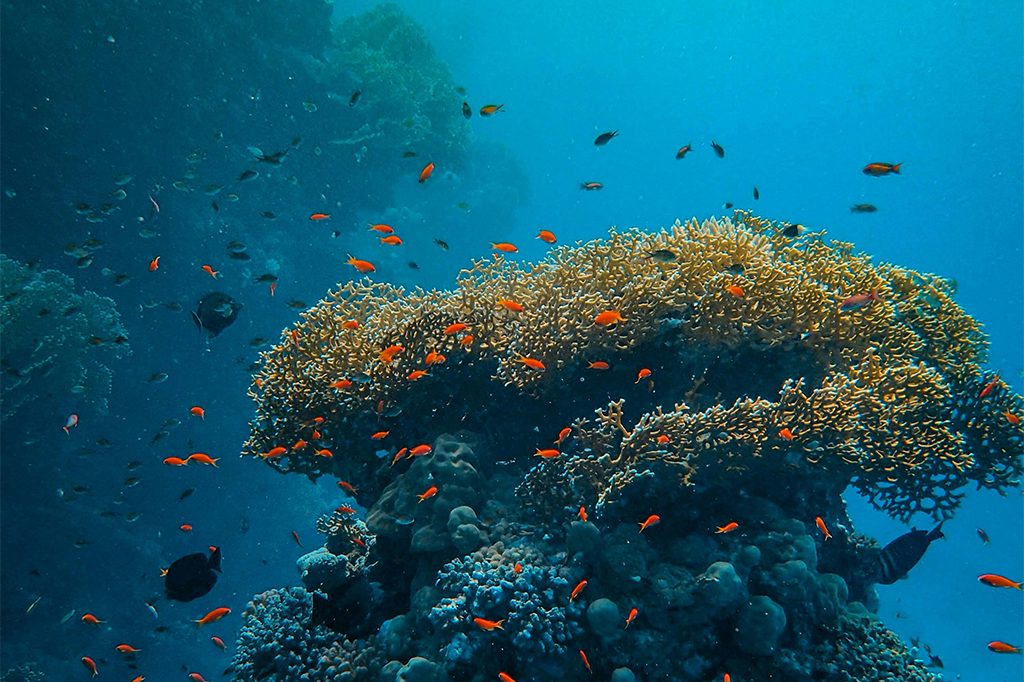 Mnemba Reef