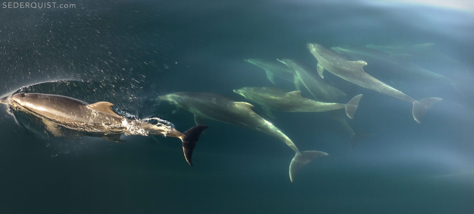 Jervis Bay Delfinbeobachtungstour — Kreuzfahrten, Schnorcheln & Küstenfauna