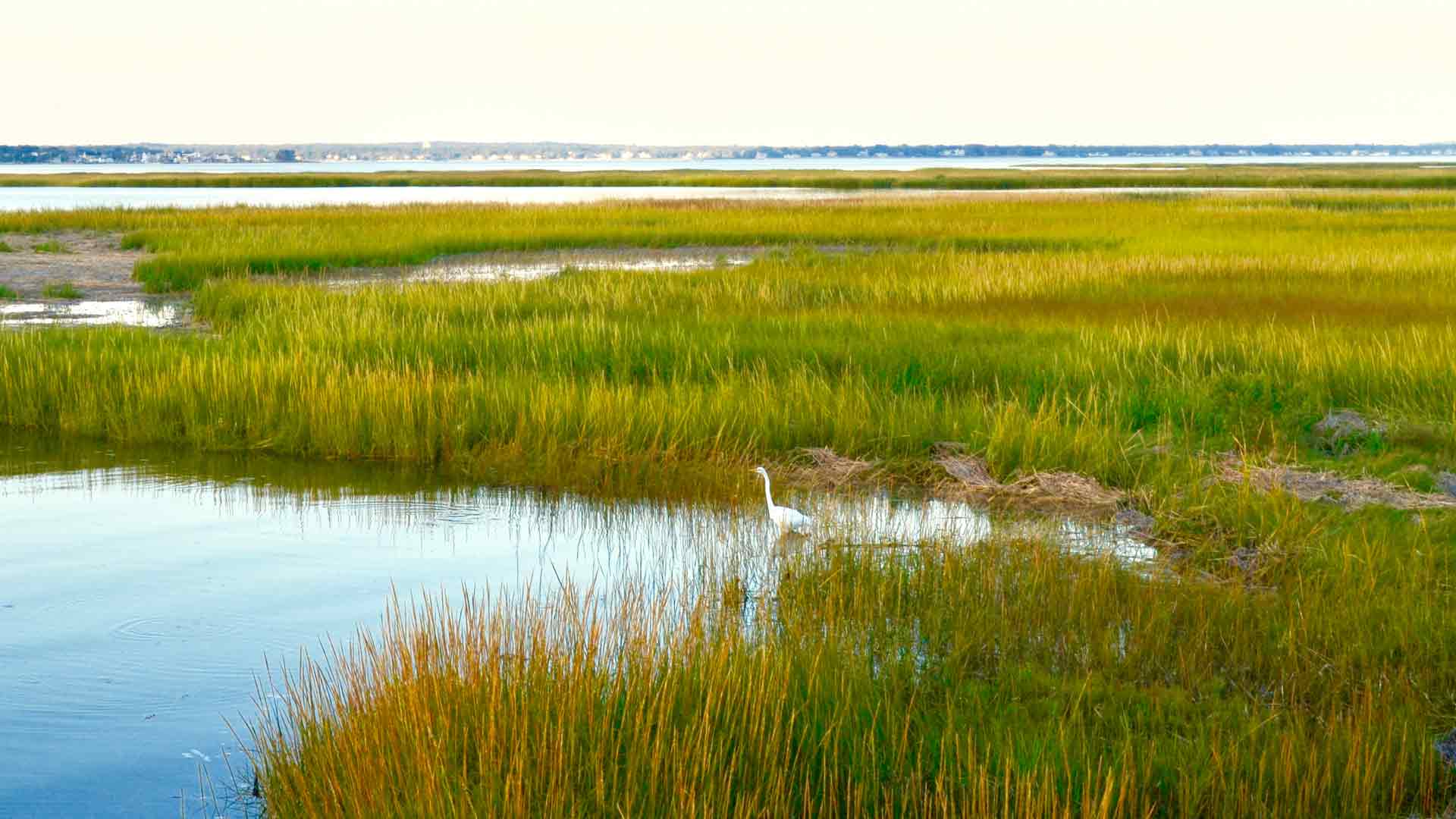 Salt Marsh Estuary Corridor
