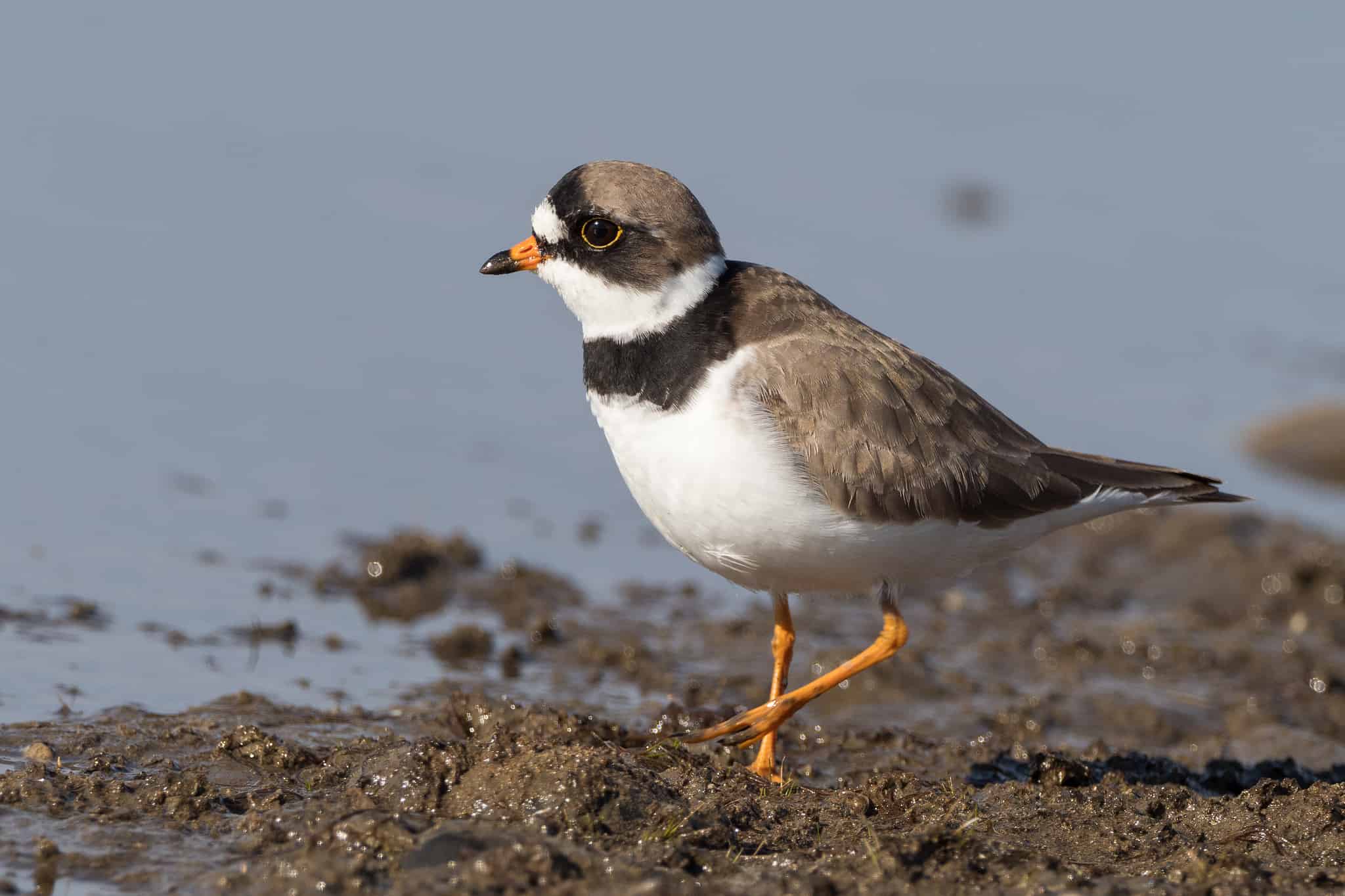 Coastal Bird Colonies