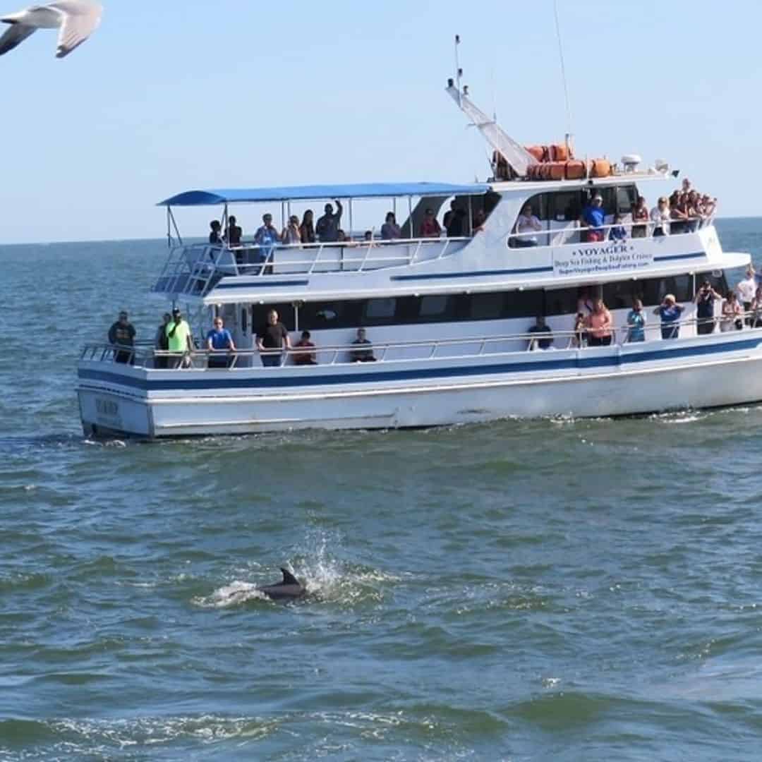 Private Dolphin Cruise Myrtle Beach