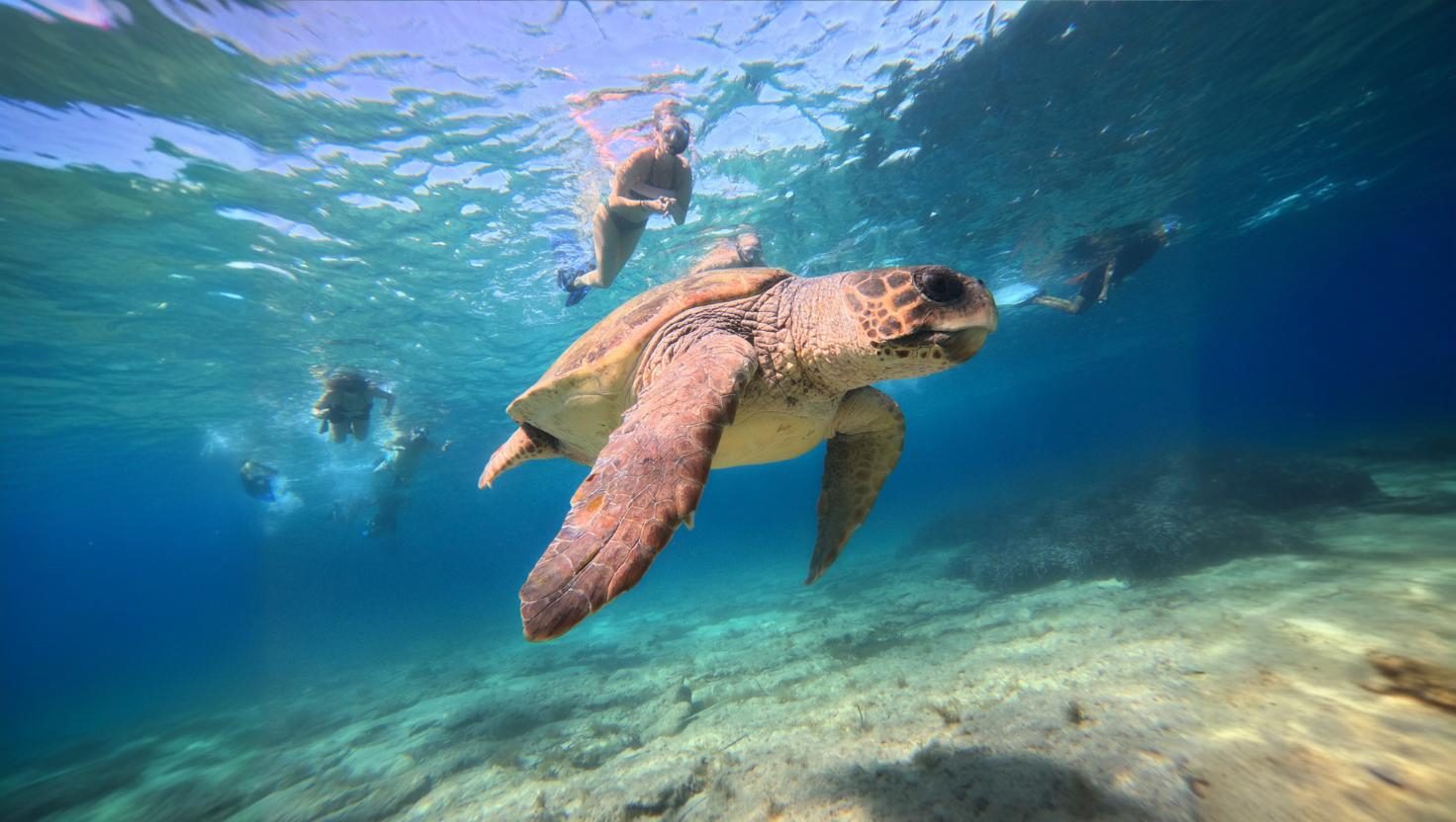 Paphos Turtle Watching