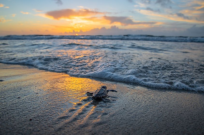 Your experience at Paphos Turtle Watching