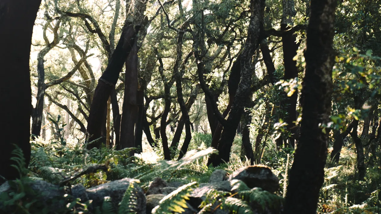 Explore the Algarve Jeep Safari Experience