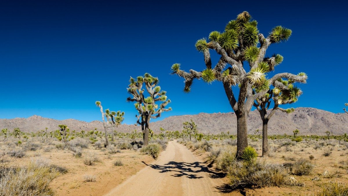 Joshua Tree Forest