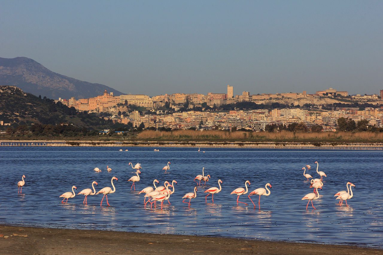 Parco di Molentargius