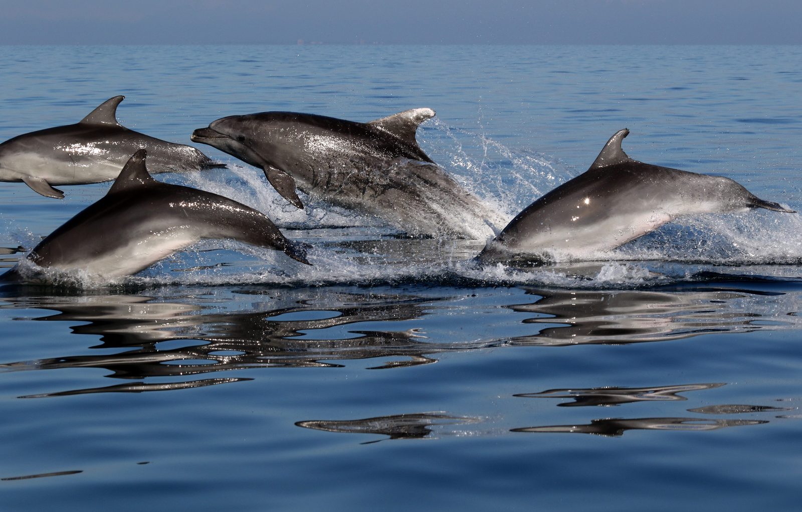 Your experience at Ocean City Dolphin Cruise