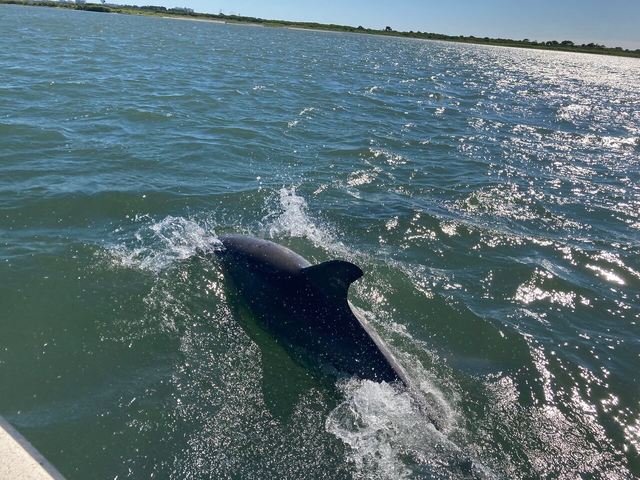 Ocean City Dolphin Cruise