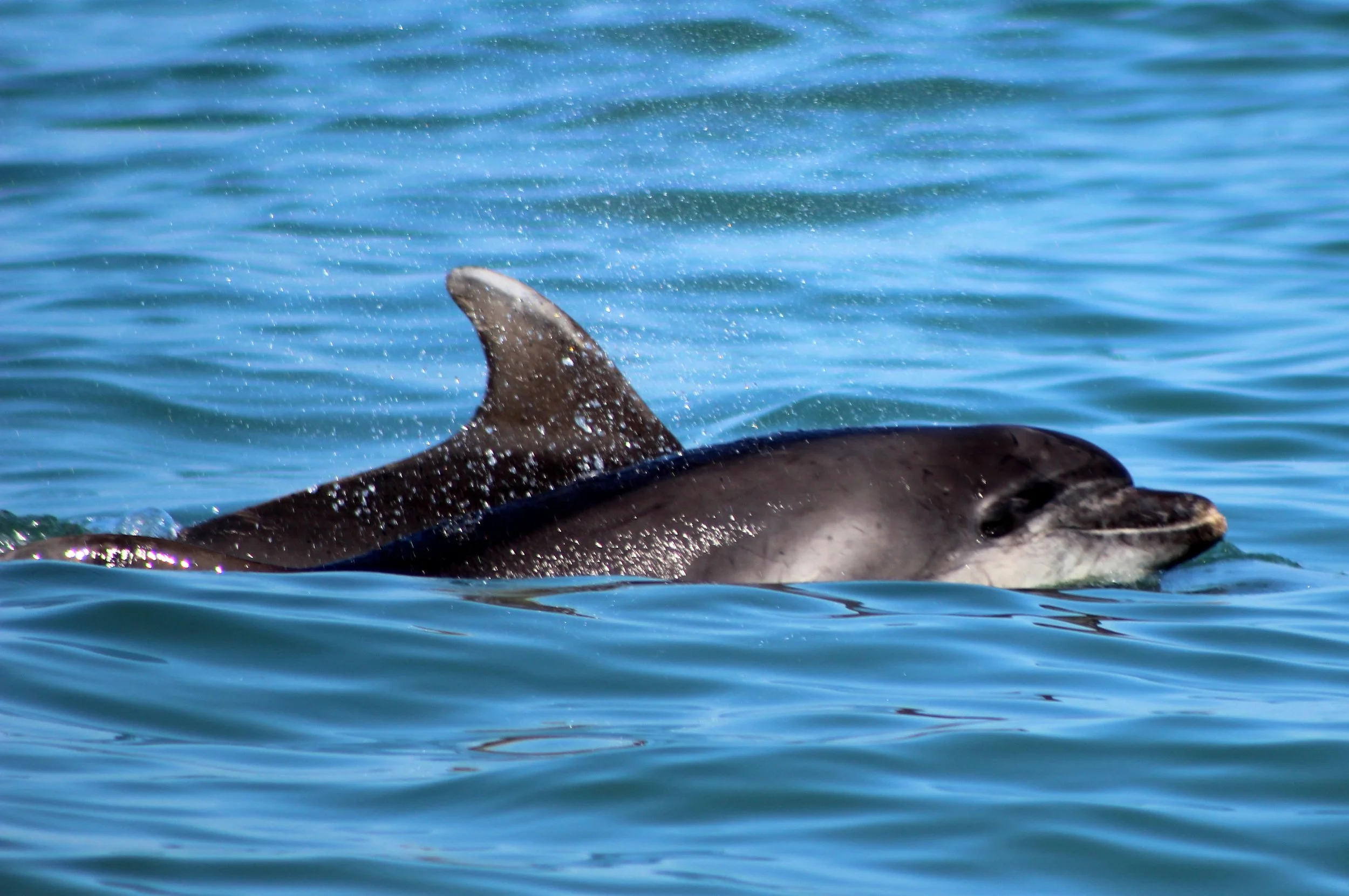Panama City Beach Dolphin Cruise Experience