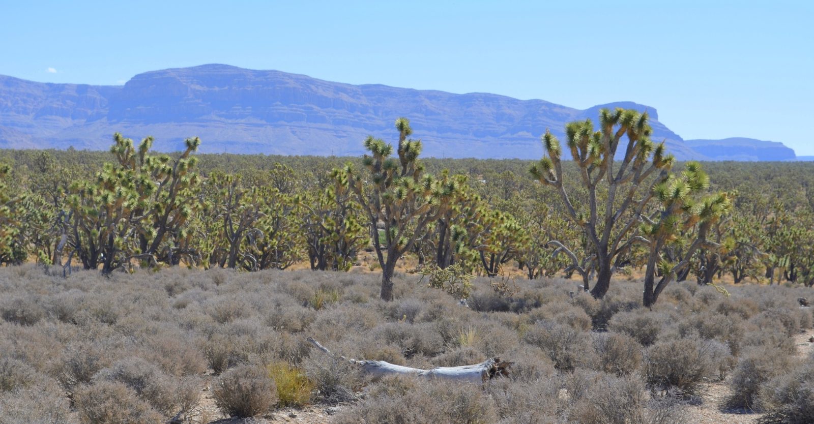 Grapevine Mesa Joshua Trees