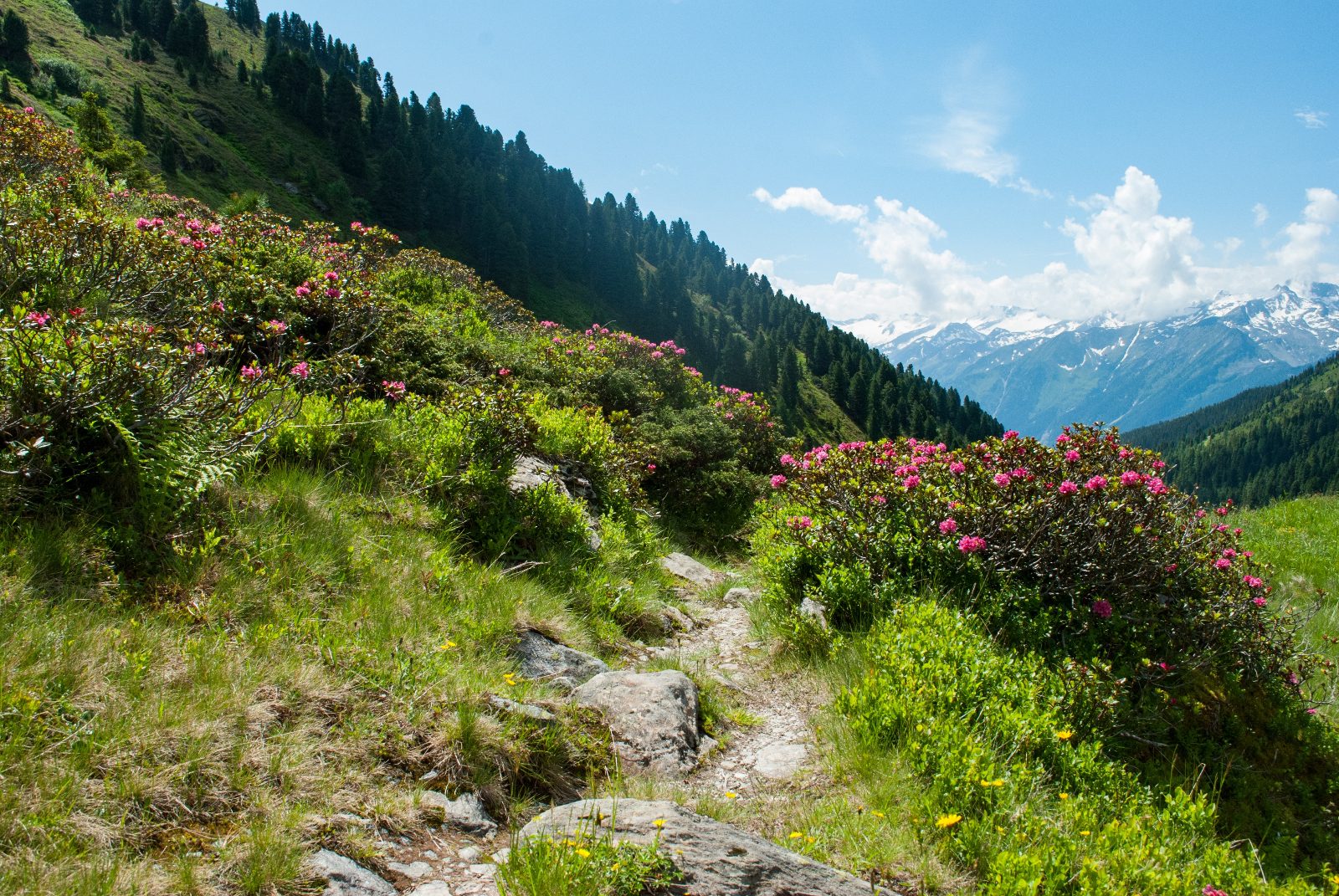 Alpine Environment