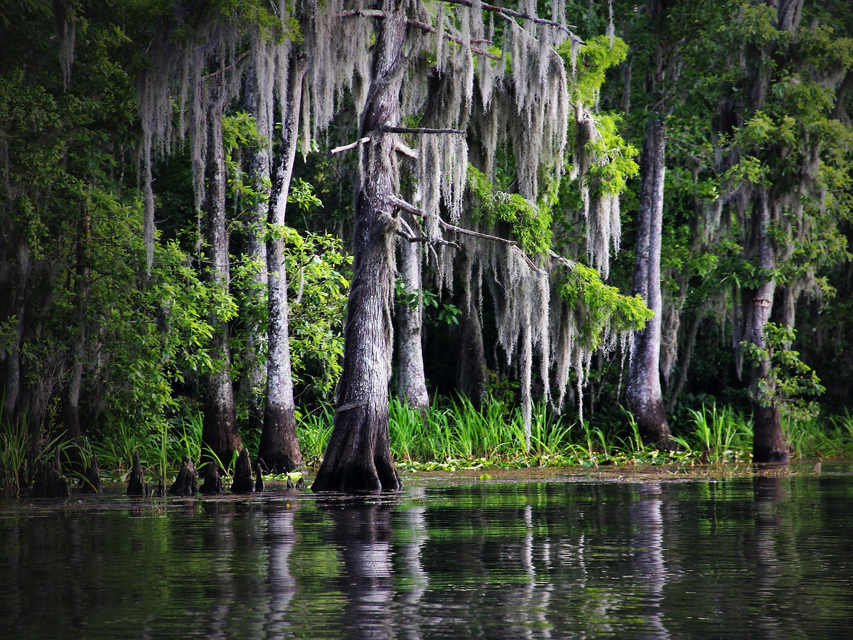 Bayou Waterways