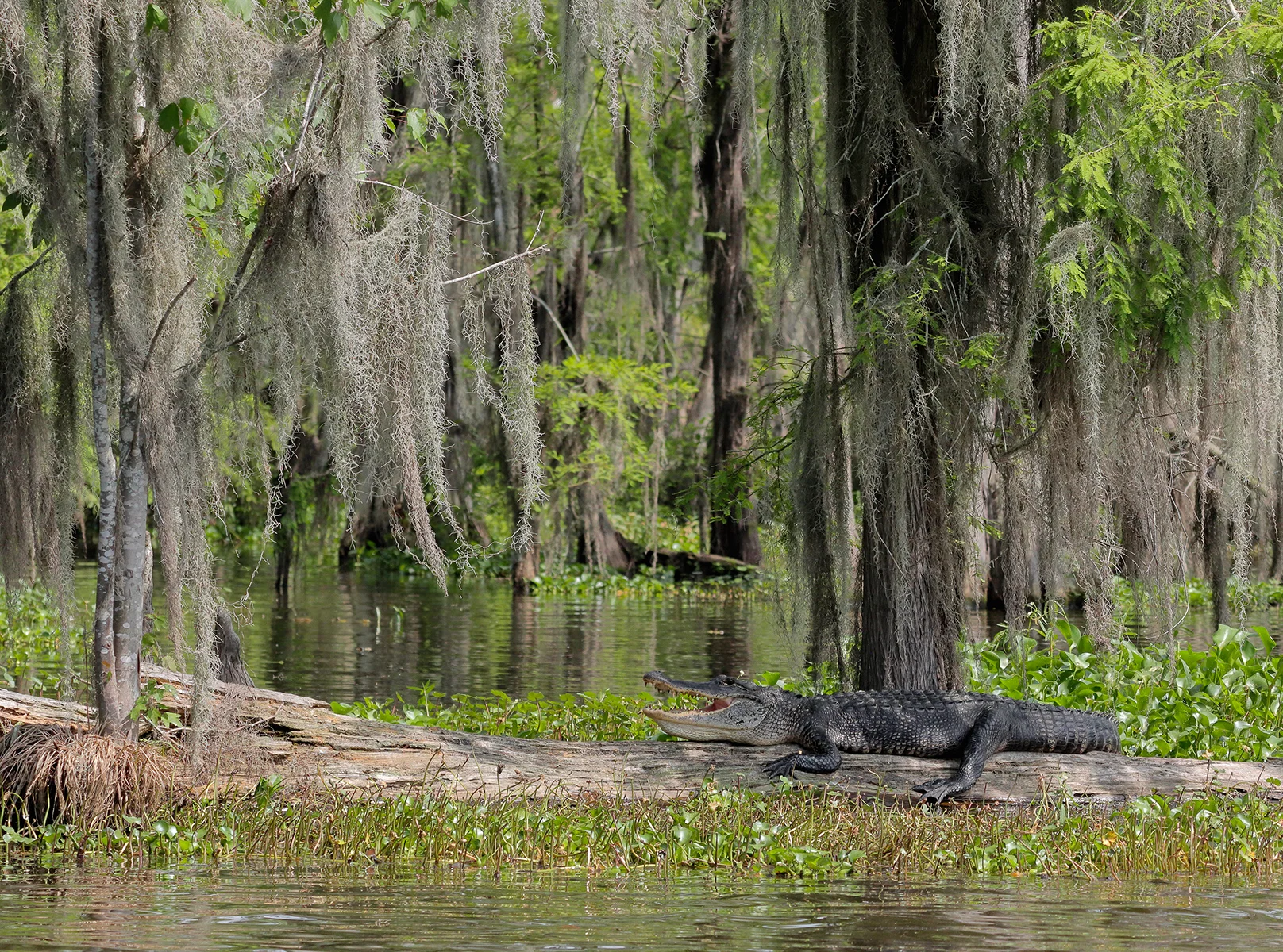 Wildlife Observation Zone