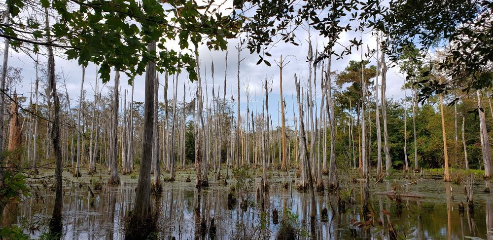 Pearl River Wildlife Management Area
