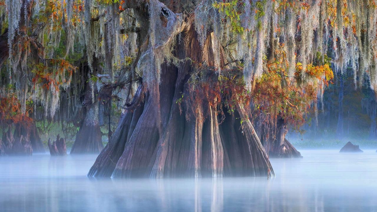 Honey Island Swamp Tour Overview
