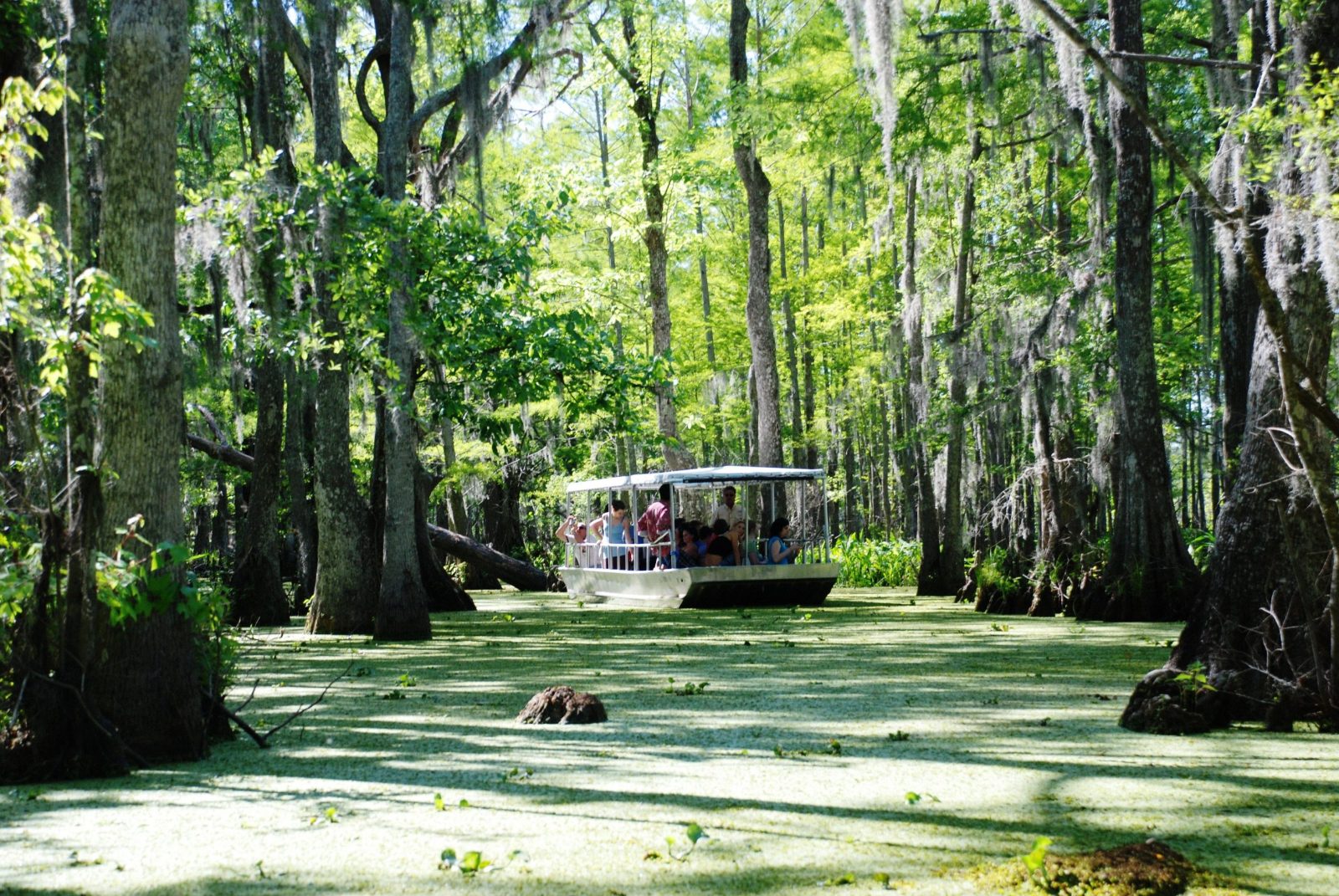 Honey Island Swamp Tour