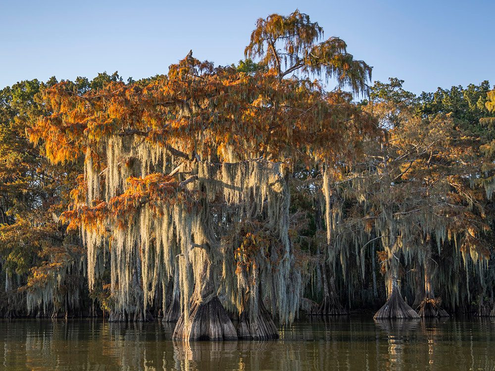 Honey Island Cypress Swamp