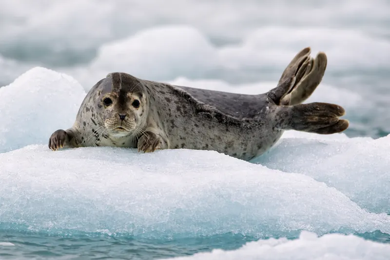 The Arctic Seals