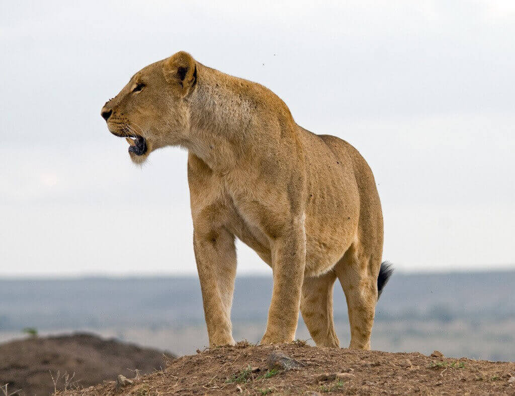 Wildlife Drive