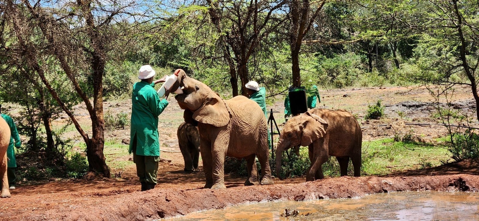 Nairobi National Park and Elephant Orphanage Tour
