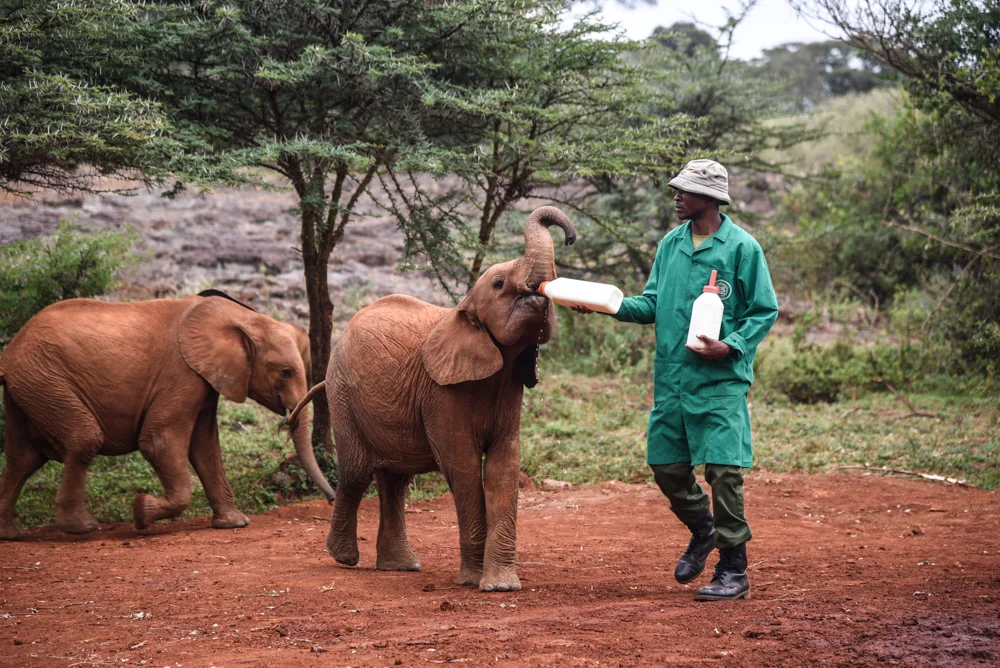 Elephant Nursery