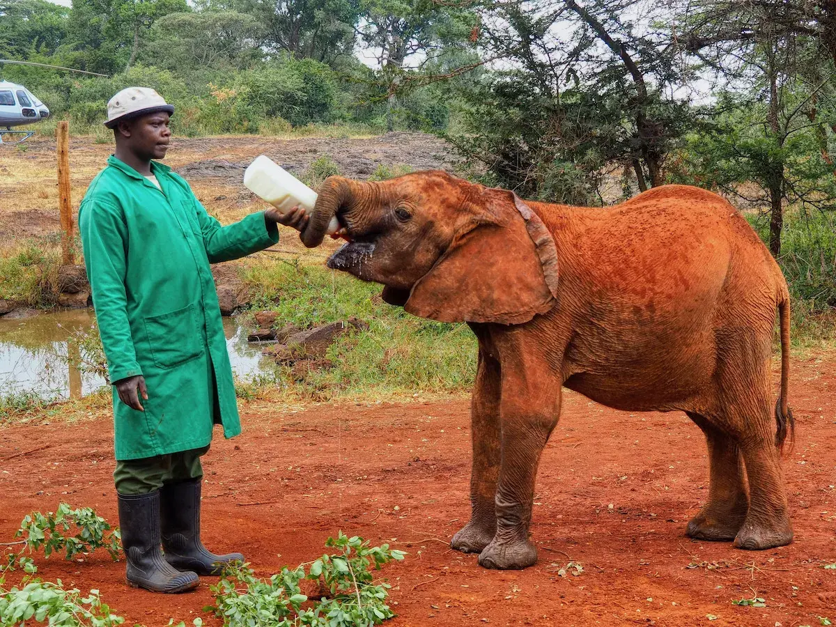 Your experience at Nairobi National Park and Elephant Orphanage Tour