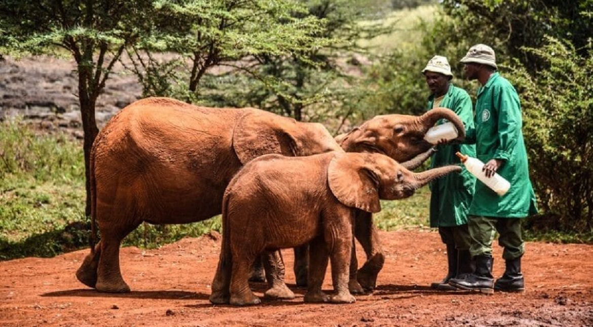 Elephant Orphanage