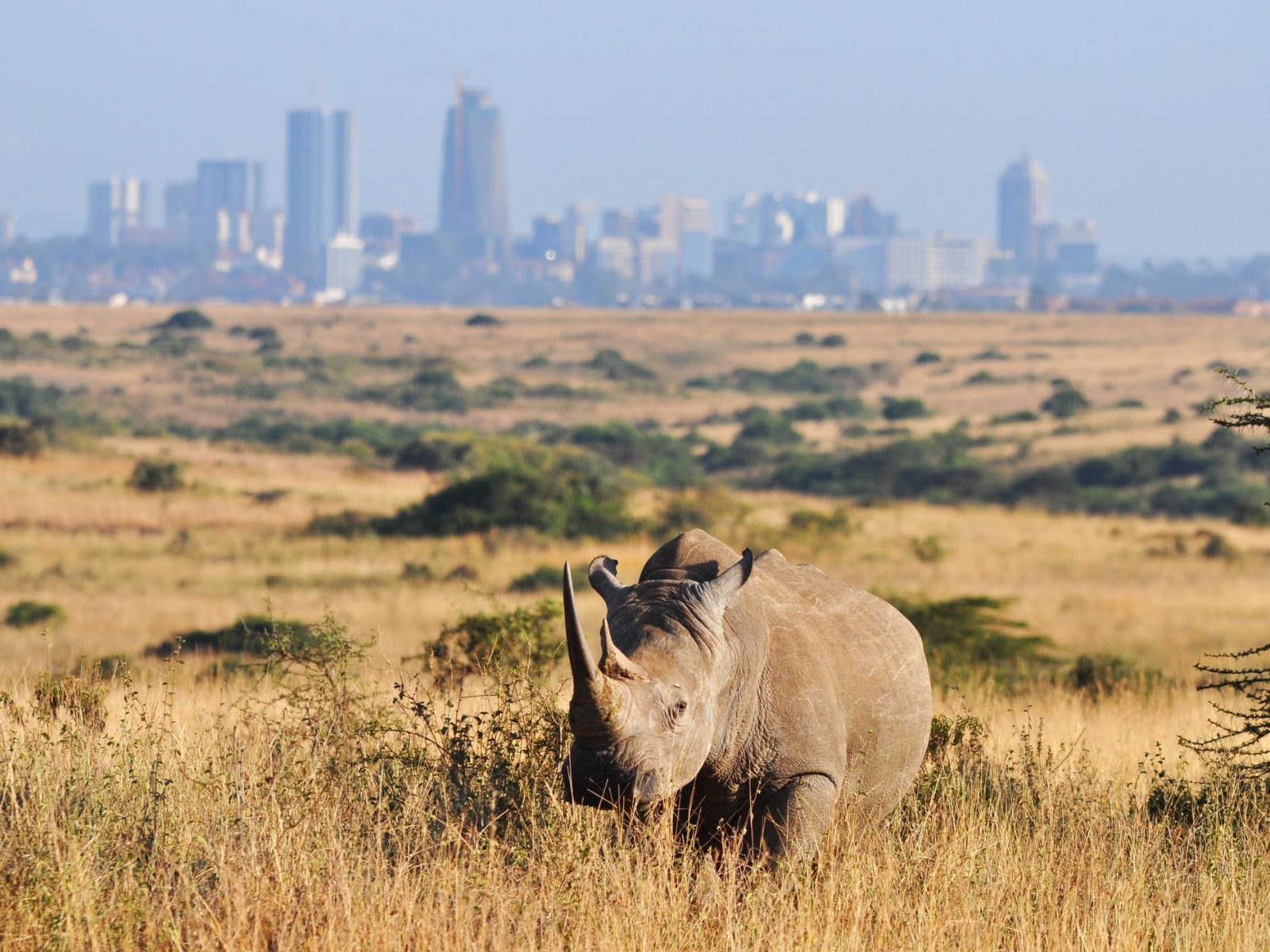 Nairobi National Park and Elephant Orphanage Tour Overview
