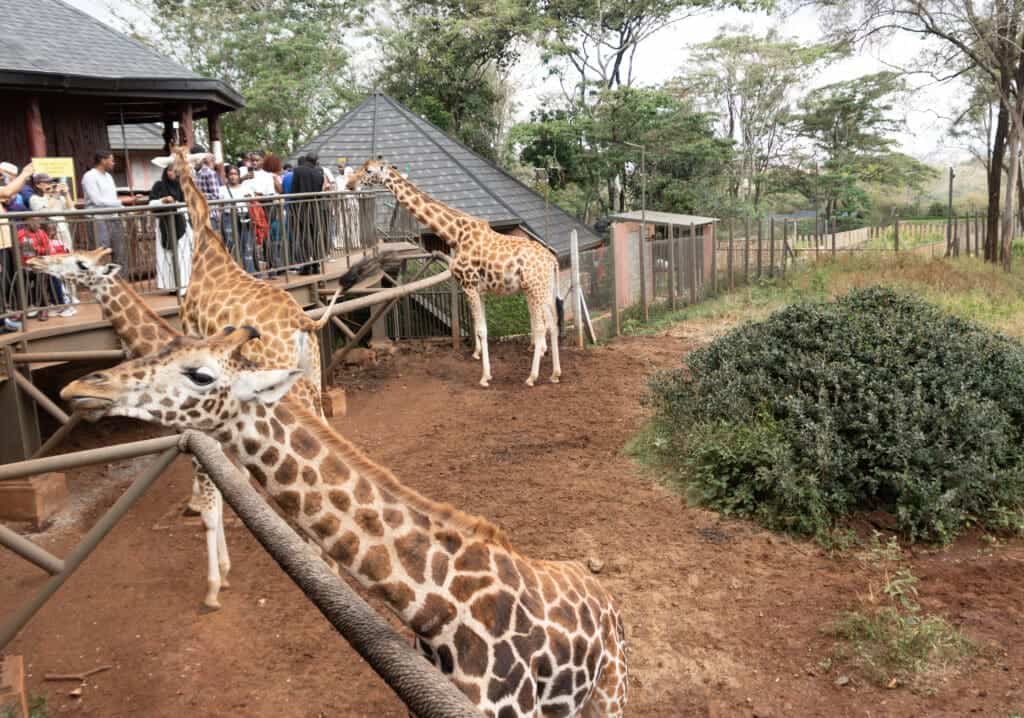 Giraffe Centre