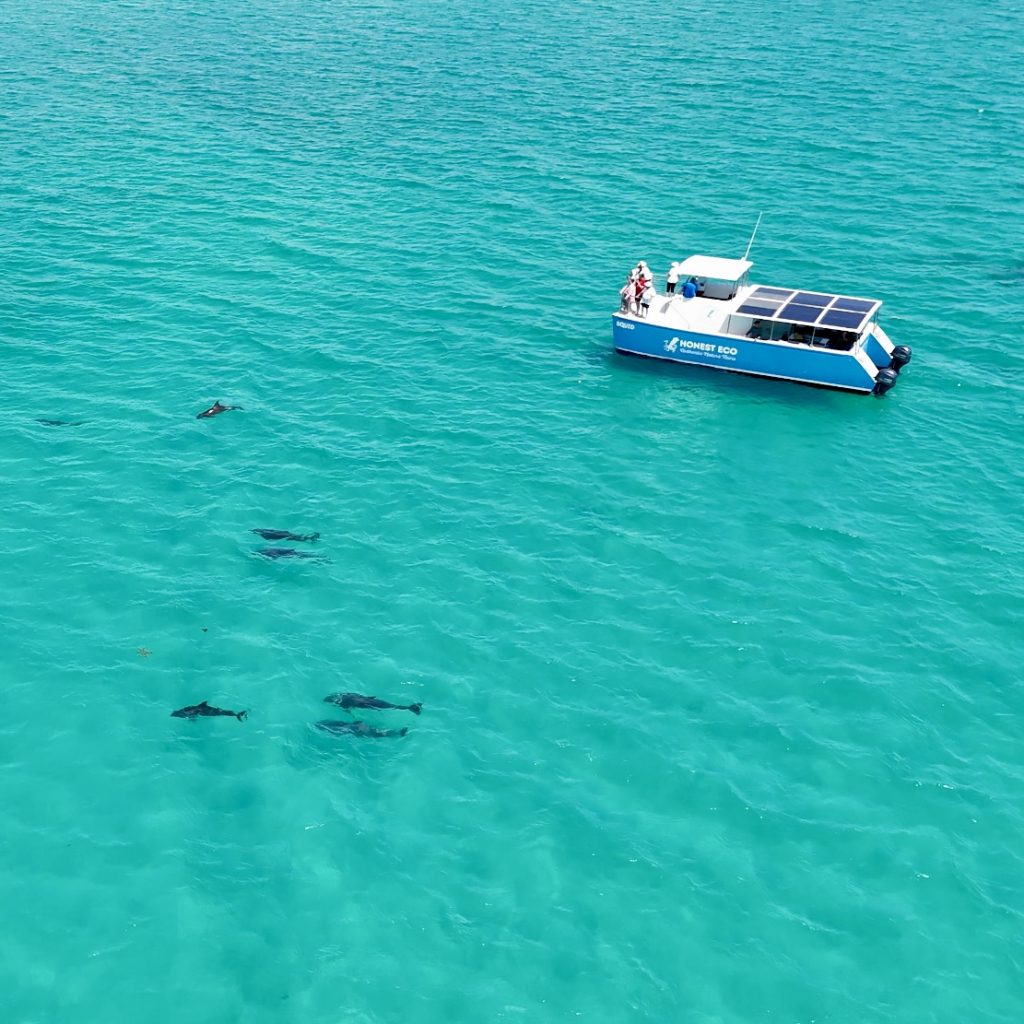 Key West Dolphin Tour Experience