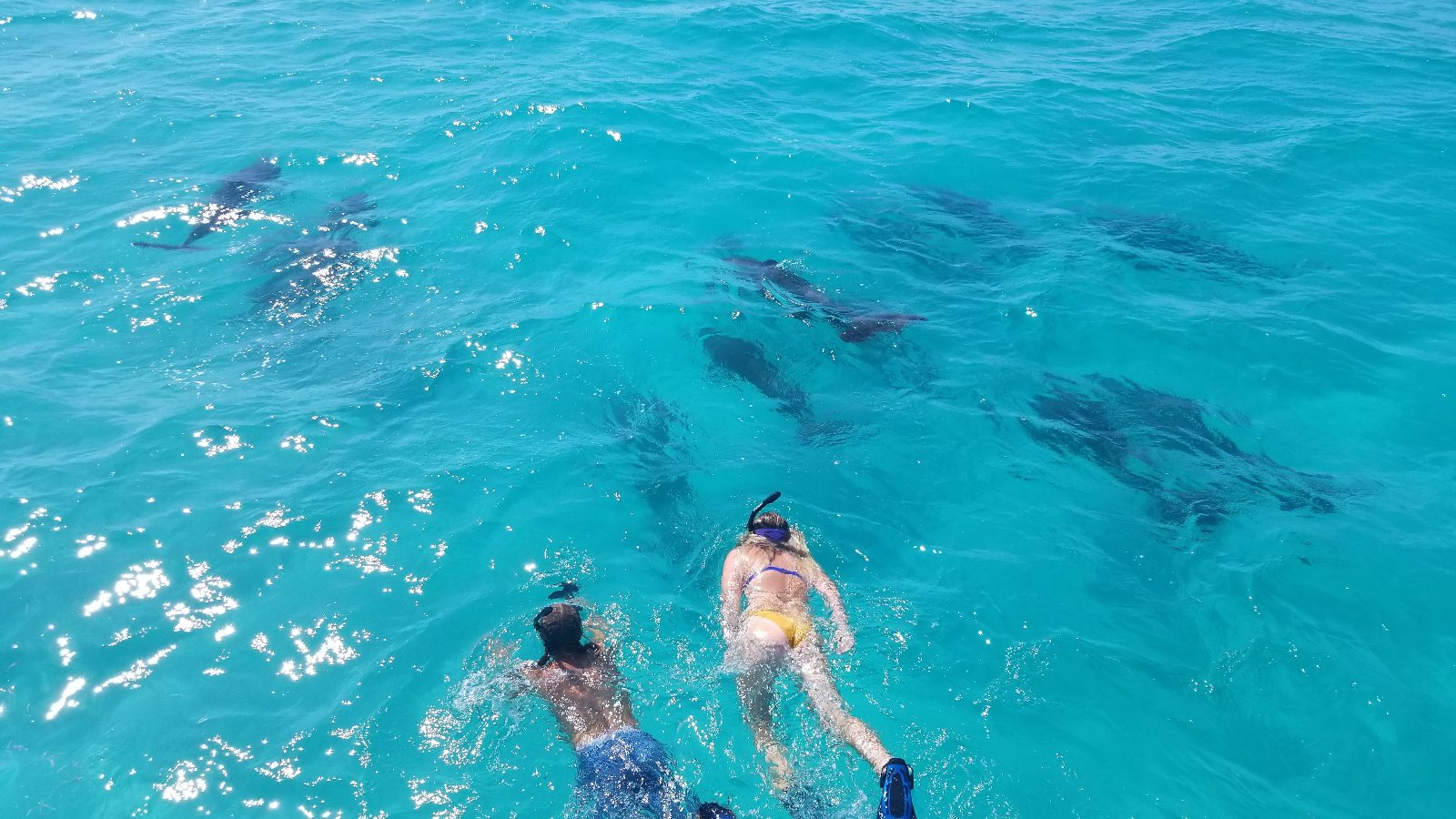 Key West Dolphin Tour
